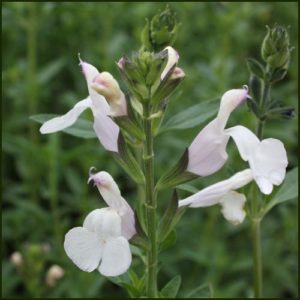 salvia microphylla trebah lilac white