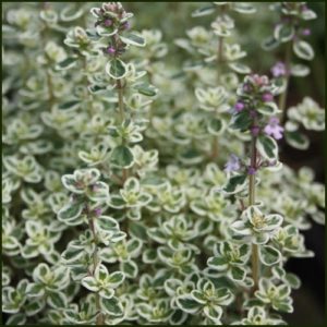 Thyme Sparkling Bright