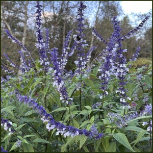 Salvia Phyllis Fancy