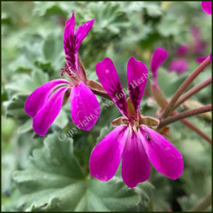 Scented Pelargonium Lavender Lad