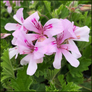 Scented Pelargonium Lemon