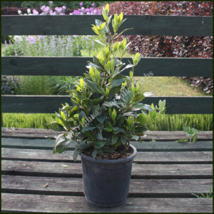 Bay Pyramid - Laurus nobilis 60cm