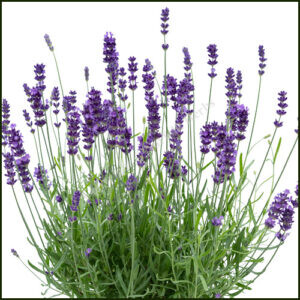 Lavender Bee Zee Dark Blue