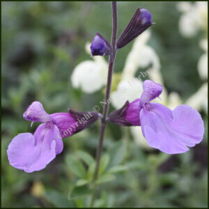 salvia blue merced