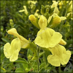 Salvia Lemon Light