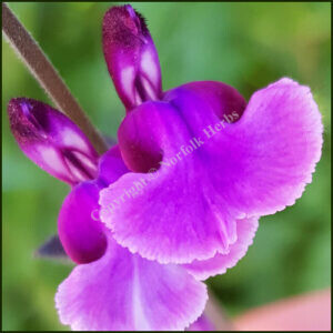 salvia oriental dove