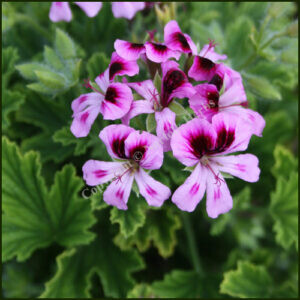 Scented Pelargonium - Geranium - Orange Fizz