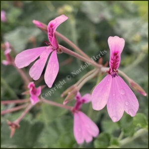 Scented Pelargonium Lavender Lindy