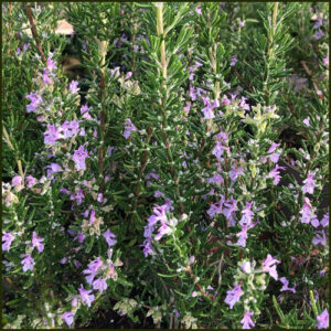 Rosemary Majorca Pink - Salvia rosmarinus