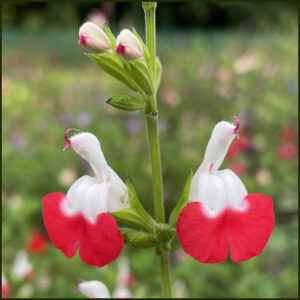 Salvia Hot Lips - Salvia jamensis
