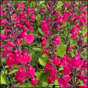 Salvia Pink Pong