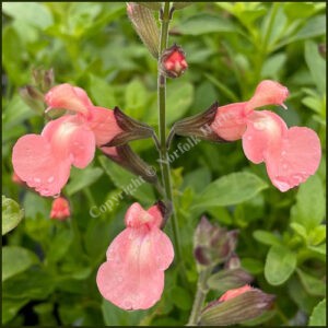 Salvia Salmon Dance
