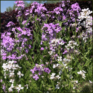 Rocket Sweet - Hesperis matronalis