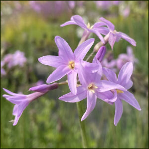 Tulbaghia violacea Silver Lace- Society Garlic