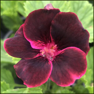 Scented Pelargonium (Geranium) Lord Bute