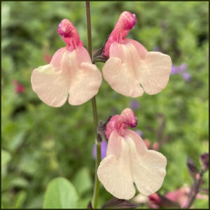 Salvia Strawberries and Cream