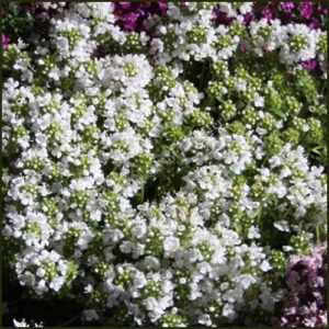 thyme snowdrift