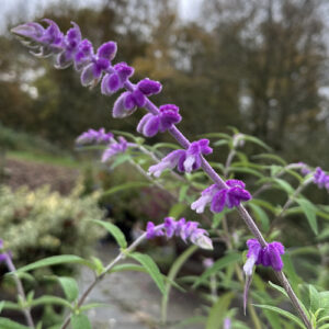 Salvia leucantha - Mexican Bush Sage