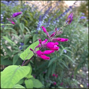 Salvia involucrata Hadspen