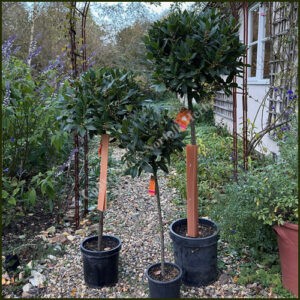 Bay Tree- Standard - Laurus noblis
