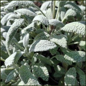 Sage Snowflake - Salvia officinalis