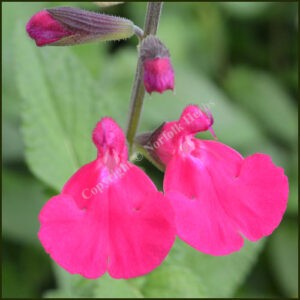Salvia Cerro Potosi - Salvia microphylla