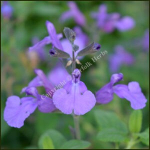 Salvia Cool Violet