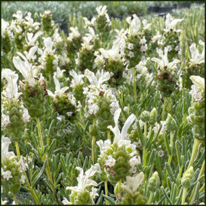 Lavender French - LavLov White