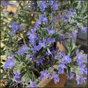 Rosemary Roman Beauty