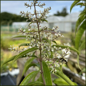 Splisbury Mint - Aloysia citriodora