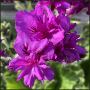 Scented Pelargonium - Geranium - Cucullatum
