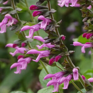 Salvia Amistad Pink