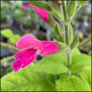 Salvia dorisiana - Fruit Scented Sage