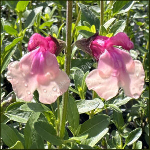 Salvia Delice Gold and Wine