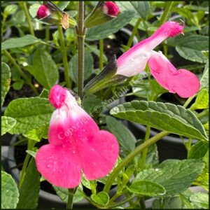 Salvia Pink Lips