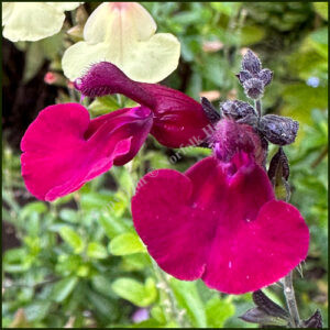 Salvia Viola's Darling