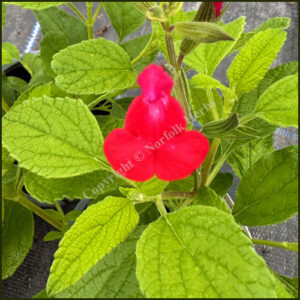 Salvia Cally's Red