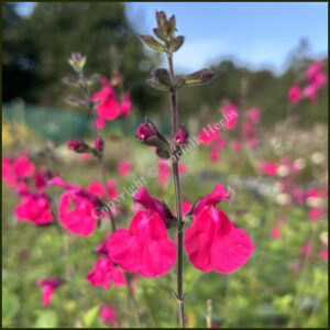 Salvia Pink Blush