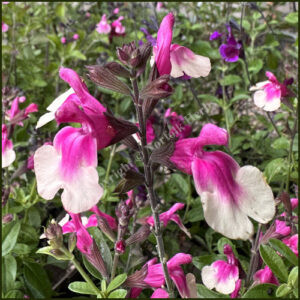Salvia Mirage Rose Bicolor