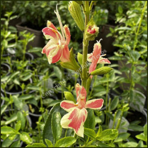 Salvia Belle de Loire