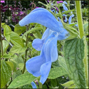 Salvia patens Beyond Blue