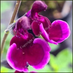 Salvia Blackberry Ripple