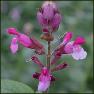 Salvia Pink Mulberry