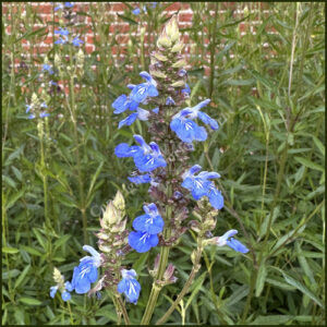Salvia Uliginosa aka Bog Sage