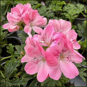 Scented Pelargonium - Geranium - Lara Jester