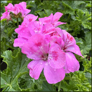 Scented Pelargonium (Geranium) Painted Lady