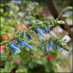 Salvia bullulata