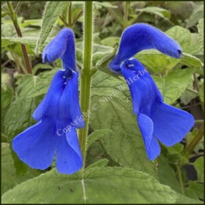 Salvia patens Blue Angel