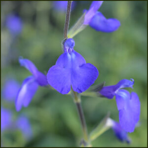 Salvia Blue Note