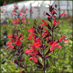Salvia Flammenn